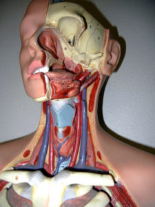 Thyroid Gland And Arteries Of The Neck by biologycorner