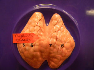 Thyroid Gland 